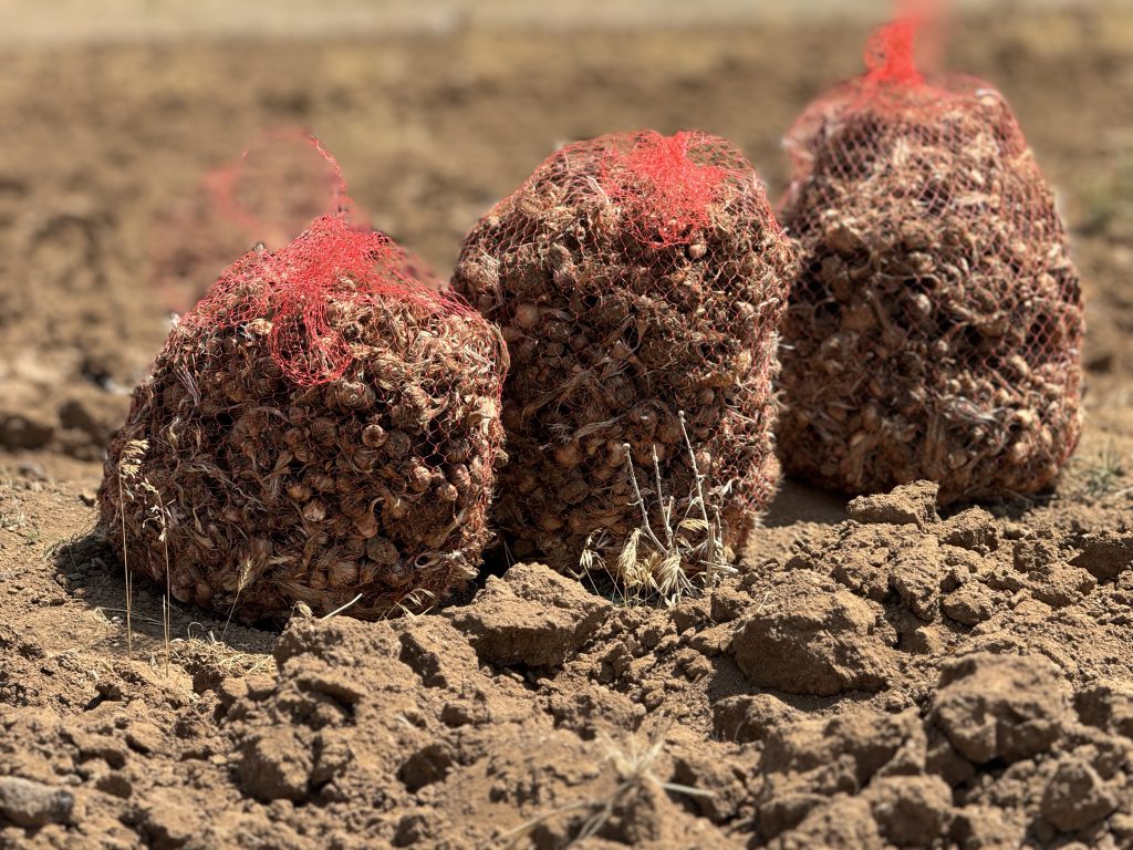 پیاز زعفران با بهترین قیمت بدون واسطه خرید کنید!