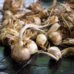 پیاز زعفران با بهترین قیمت بدون واسطه خرید کنید!