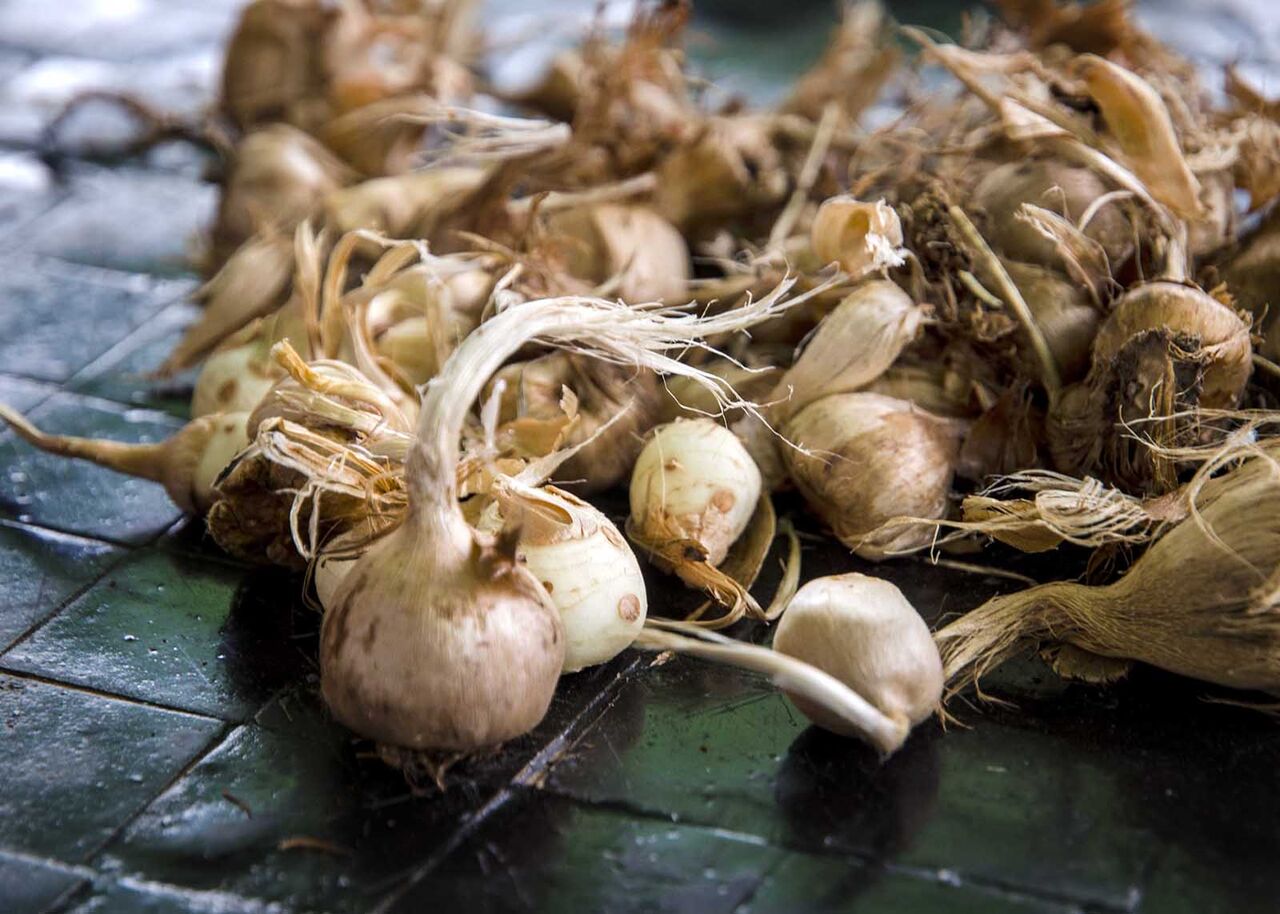 پیاز زعفران با بهترین قیمت بدون واسطه خرید کنید!