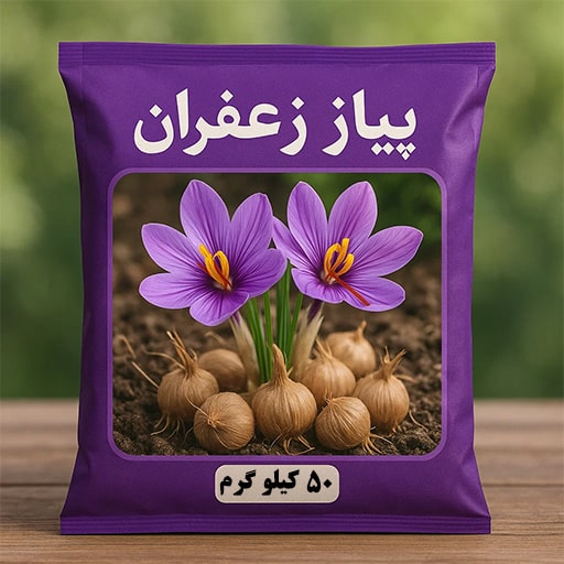 پیاز زعفران با بهترین قیمت بدون واسطه خرید کنید!