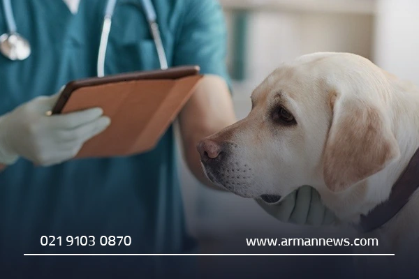 نکات مهم برای مراجعه به دامپزشکی قم