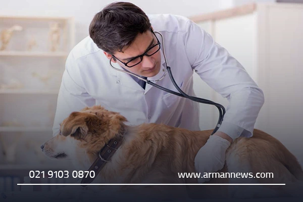 هزینه خدمات دامپزشکی قم